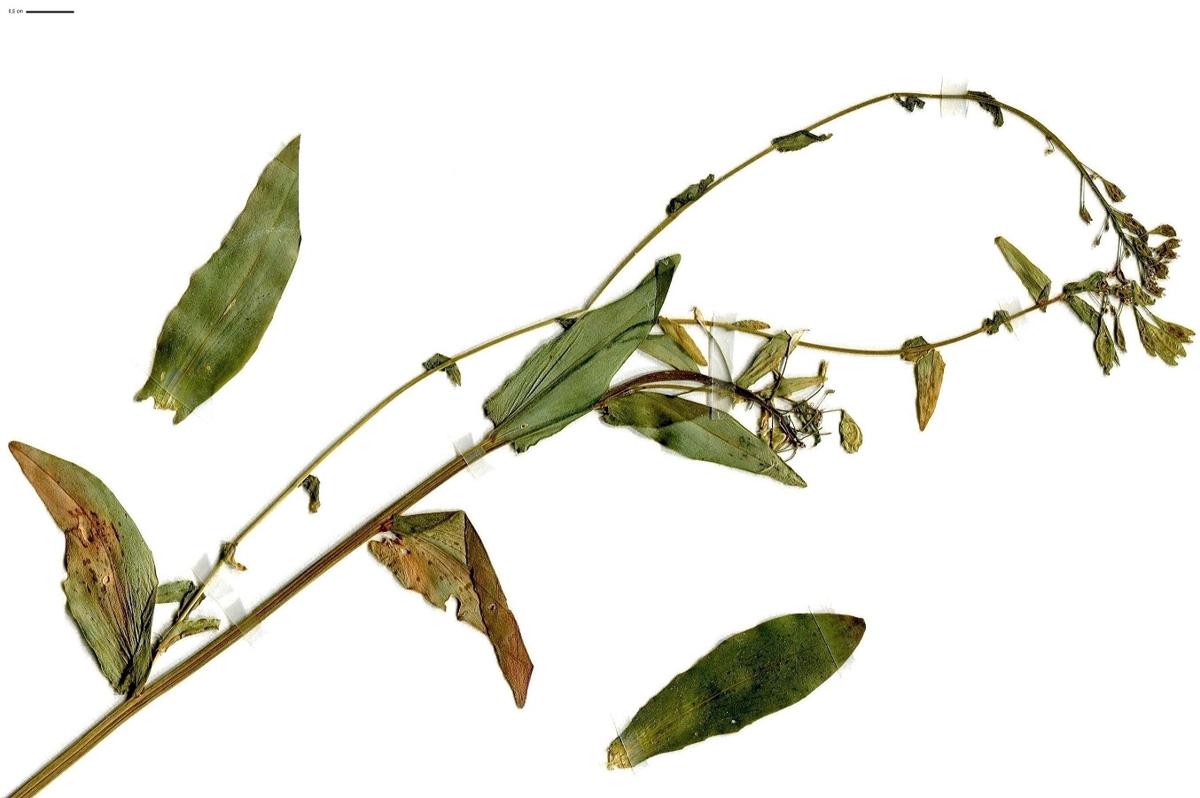 Noccaea brachypetala (Brassicaceae)